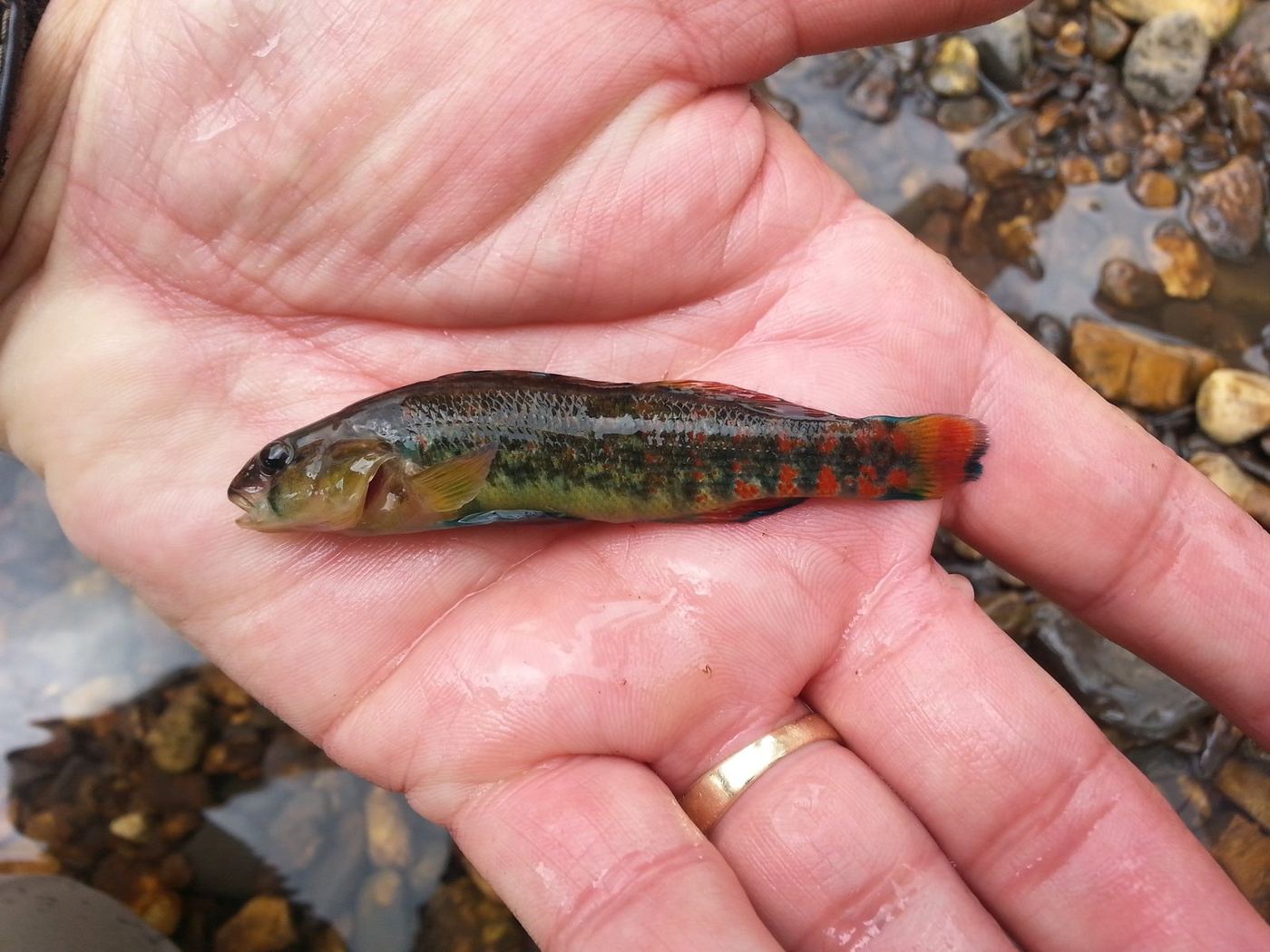 A brightly coloured darter held in an open palm