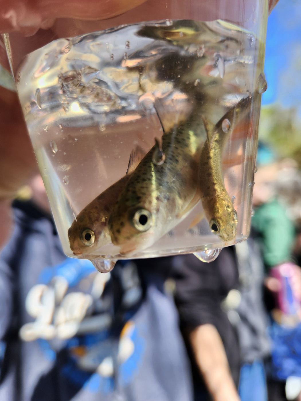 Trout fingerlings in a clear cup, ready to be released