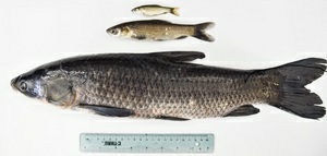 An invasive black carp beside a native fish for scale
