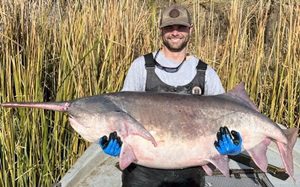 A large paddlefish, one of Oklahoma's remarkable native nongame species