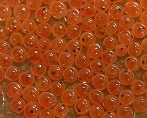 A cluster of fertilized trout eggs for Trout in the Classroom
